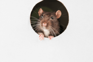 Remedios Caseros Para Eliminar Ratones