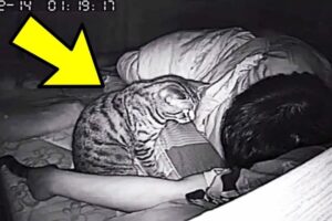 El gato lo Observa Fijamente Toda la Noche. Éste Revisa la Cámara Oculta y Descubre Por Qué