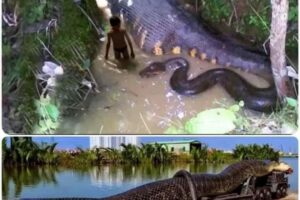 Capturan anaconda gigante en la selva amazónica de Brasil, ver más…
